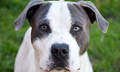 A gray and white dog looking directly at the camera on a grassy background
