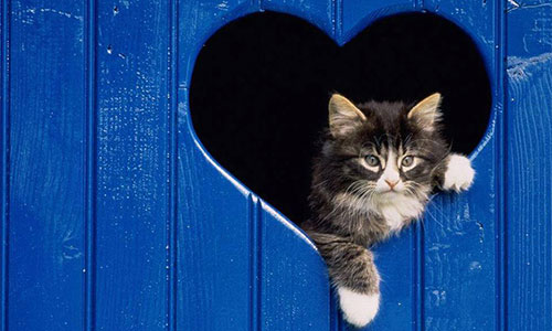 Kitten peeking through a heart-shaped cutout