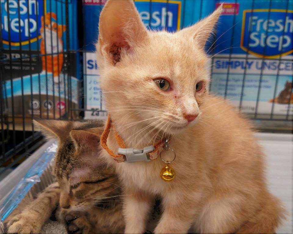 Two kittens at a PALS adoption event — spay/neuter vouchers help pets like these