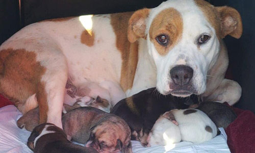 Mother dog nursing her newborn puppies — why spay/neuter matters